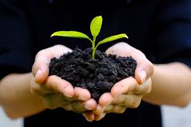 hands holding plant